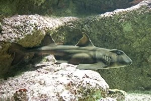 Images Dated 14th September 2007: Horn shark