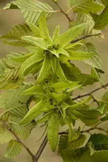 Hornbeam Prints: Hornbeam (Carpinus betulus) in fruit, showing large bracts. Hants