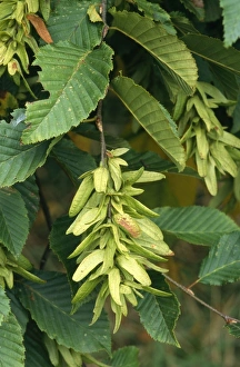 Images Dated 16th August 2006: Hornbeam - in fruit