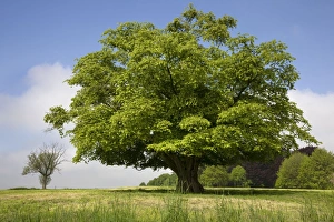 Images Dated 23rd May 2010: Hornbeam Tree