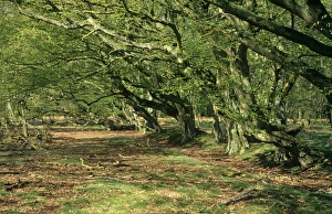 Images Dated 8th August 2006: Hornbeam Trees