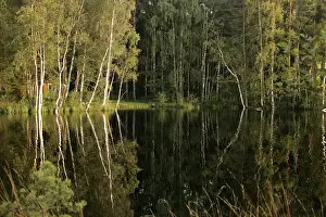 Estonia Prints: Hornbeam Trees - around water at sunset. Nigula National Park - Estonia