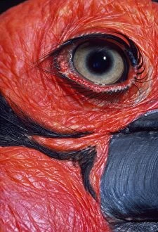 Images Dated 6th November 2009: Hornbill - close-up of ground
