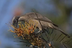 Hornbill Friarbird feeding on a flowering bush Atherto