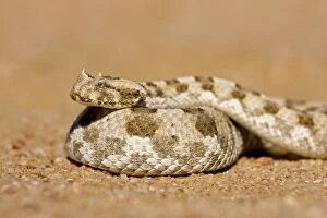 Images Dated 20th May 2007: Horned Adder - In defensive coil