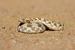 Adders Gallery: Horned Adder - In defensive coil