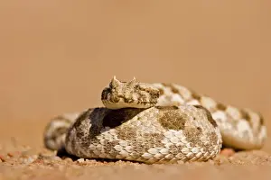 Coiled Prints: Horned Adder In a defensive coil Namib Desert, Namibia, Africa