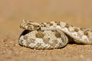 Coiled Prints: Horned Adder In defensive coil Namib Desert, Namibia, Africa