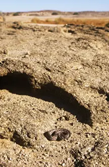 Many Horned Adder - desert habitat