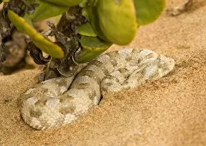 Adders Gallery: Horned Adder - In its Dune Environment - With blue grey markings