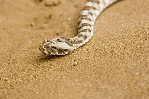 Adder Prints: Horned Adder Head Namib Desert, Namibia, Africa
