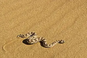 Adder Prints: Horned Adder - Moving across the desert sands - adopting a side winding motion - Dunes - Namib Desert - Namibia
