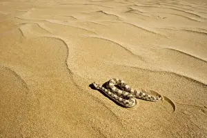 Horned Adder - Moving across the desert sands - adopting a side winding motion - Dunes - Namib Desert - Namibia - Africa