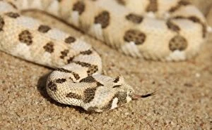 Adders Gallery: Horned Adder - Its venom is mild and not fatal in humans