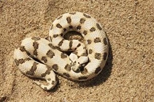 Images Dated 29th March 2008: Horned Adder - Its venom is mild and not fatal in humans
