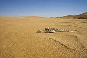 Adder Prints: Horned Adder - Wide Angle shot depicting the adder in its desert environment - Full body - Dunes - Namib Desert