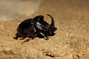 Images Dated 9th April 2007: Horned Dung Beetle - Extremadura, Spain