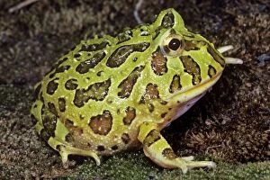 Images Dated 23rd March 2011: Horned Frog