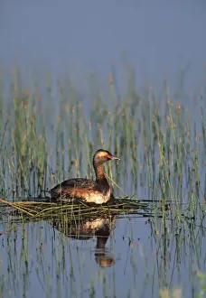 Horned Grebe