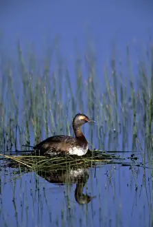 Grebes Prints: Horned Grebe - Alberta - Canada