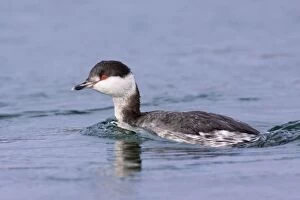 Images Dated 25th February 2008: Horned Grebe - Winter Plumage