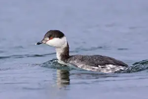Horned Grebe - Winter Plumage - Rhode Island in February. USA