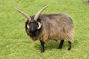 Temple Prints: Four horned Hebridian / St Kilda sheep
