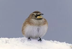 Images Dated 11th July 2006: Horned Lark