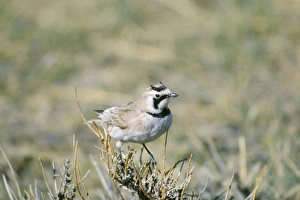 Images Dated 15th February 2006: Horned Lark