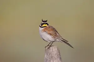 Larks Prints: Horned Lark - adult in breeding plumage - July - Wyoming - USA