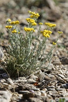 Two Horned Lark chicks - in nest below Tanacetum tibeticum plant Two Horned Lark chicks - in nest below Tanacetum tibeticum plant
