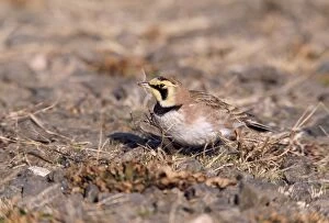 Images Dated 15th February 2006: Horned Lark - on ground Hammonasset State Park, Connecticut, USA