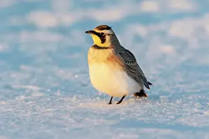 Horned lark in snow, Marion County, Illinois. Date: 26-02-2021