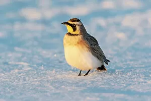 Images Dated 13th August 2021: Horned lark in snow, Marion County, Illinois. Date: 26-02-2021