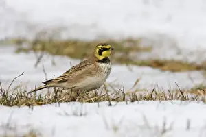 Larks Prints: Horned Lark - in winter. December in CT, USA