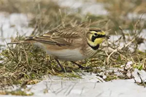 Horned Lark - in winter. December in CT, USA