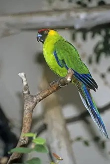 Parakeets Prints: Horned Parakeet