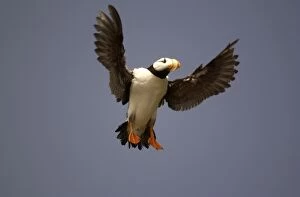 Images Dated 1st June 2004: Horned Puffin In flight