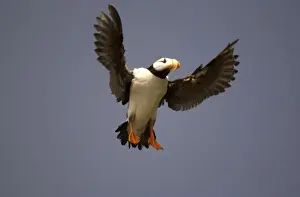 Webbed Feet Prints: Horned Puffin In flight