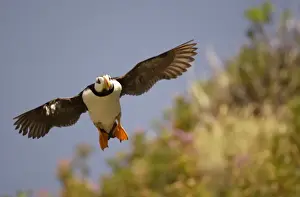 Horned Puffin In flight