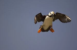 Horned Puffin - In flight with food in beak