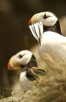 Horned Puffin With food in beak