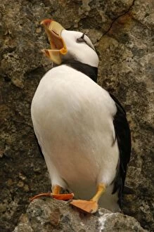 Horned Puffin - With open beak
