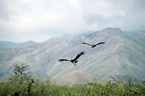 Horned Screamer - pair in flight
