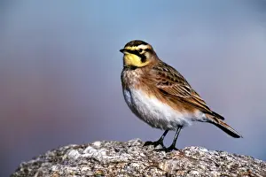 Horned / Shore Lark