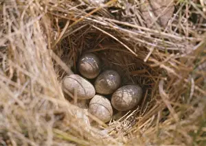Horned / Shore Lark - eggs in nest