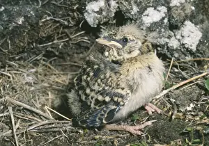 Horned / Shore Lark - fledgling juvenile - July - Taimyr tundra - near Dickson - Russian Arctic