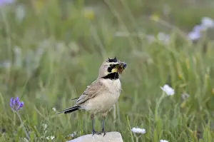 Collection Prints: Horned / Shore Lark - with food in mouth - Western U. S. - Summer _D3C8022