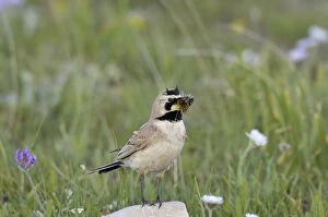 Images Dated 6th July 2010: Horned / Shore Lark - with food in mouth - Western U. S. - Summer _D3C8022