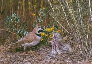 Larks Prints: Horned / Shore Lark - male feeding young